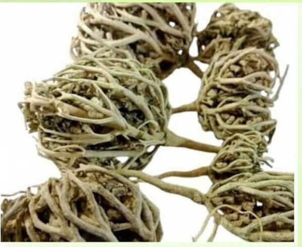 كف مريم (صديقة حواء)