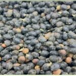 البلميط المنشاري (Saw Palmetto)